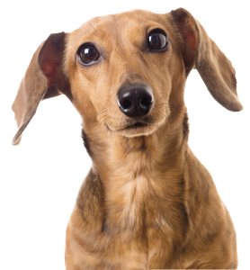 Chien